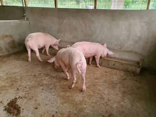 Tree Female Pigs at the OHEC